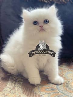 HIGH QUALITY CUTE PERSIAN KITTEN(032546_75700) Cargo availability