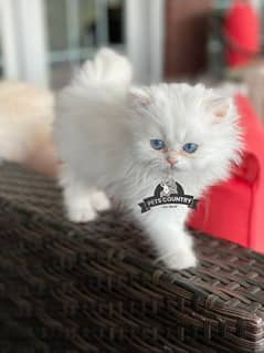 HIGH QUALITY CUTE PERSIAN KITTEN(032546_75700) Cargo availability