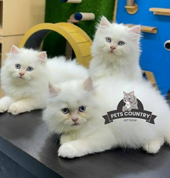 HIGH QUALITY CUTE PERSIAN KITTEN(032546_75700) Cargo availability 3