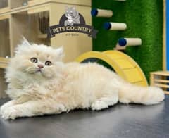 GIFT QUALITY fawn CUTE PERSIAN KITTENS AVAILABLE [03254675700]COD