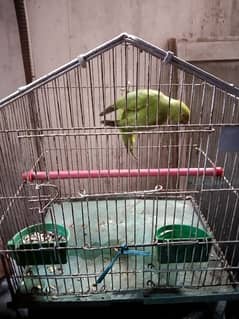 parrot 5 months Male With Pinjra