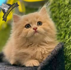 gift quality golden cute persian kittens(03254675700)cash on delivery