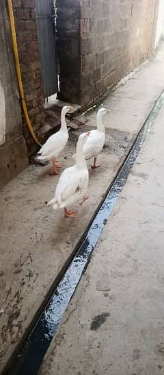 3 Female Ducks for Sale