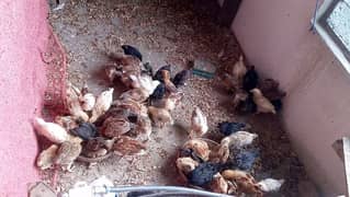 GOLDEN MISRI CHICKS 45 DAYS OLD