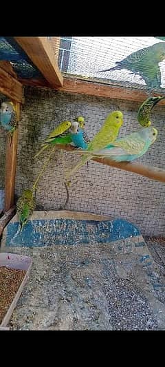 breader budgies ready to breed 4 female are totally ready for breed