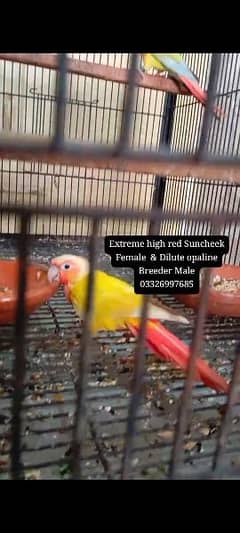 Extreme Red Suncheek Female & Breeder Dilute Opaline Male 0