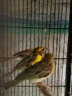 Yellow face finches (bigra)