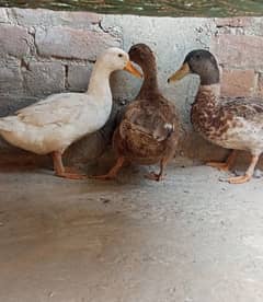 ducks for sale one male to female anda deti Hai 03155110956