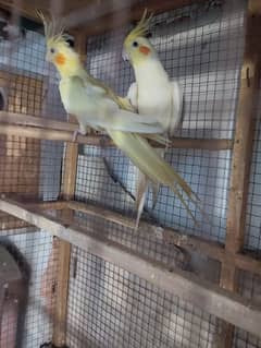 comon white 200% breeder pair hai bread na kry wps