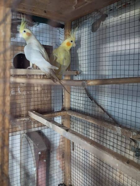 comon white 200% breeder pair hai bread na kry wps 3