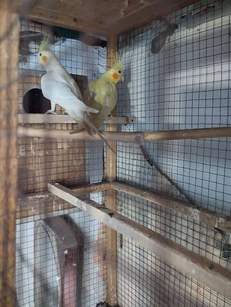 comon white 200% breeder pair hai bread na kry wps 8