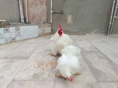 White Buff Bantam Quintet