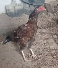 aseel 2 female for sell