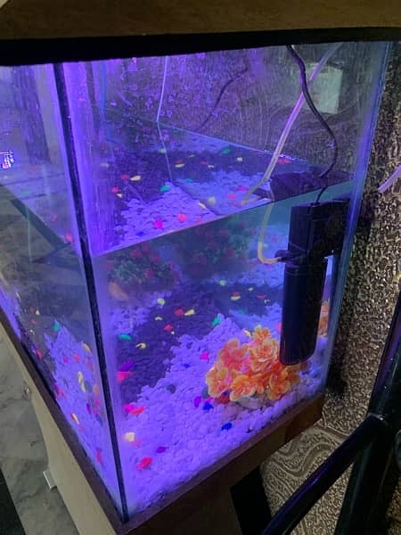 Fish Aquarium Almost New 1