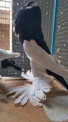 Magpie black 2023  breeder pair fancy pigeon