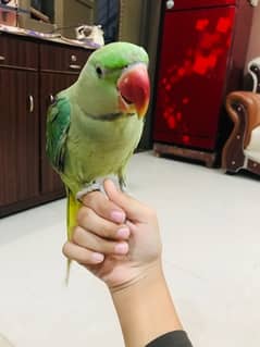 kashmiri raw parrot for sell