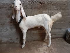 4 month bakra breed totapuri hay 0