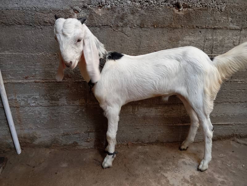 4 month bakra breed totapuri hay 1