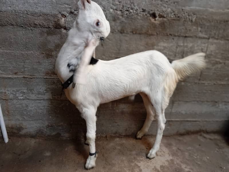 4 month bakra breed totapuri hay 2