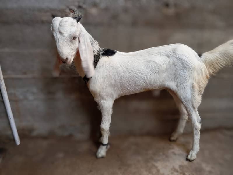 4 month bakra breed totapuri hay 3