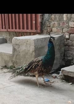 For sale peacock male