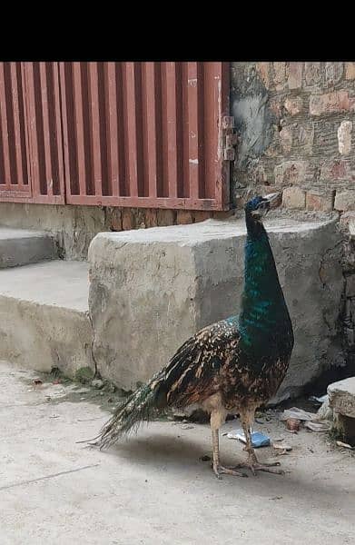 For sale peacock male 1