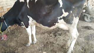 Cow for sale fresian 3rd timer