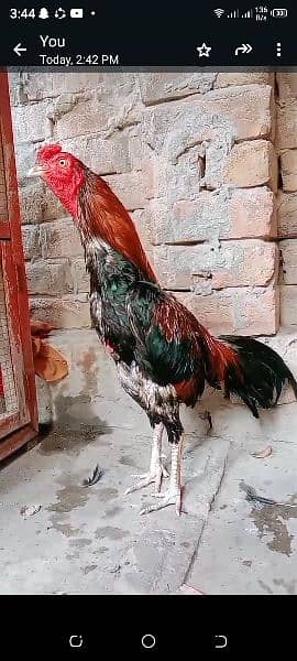 zearo size aseel patha for sale for sale 1