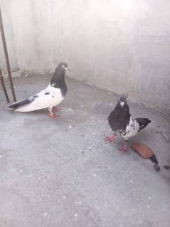 pigeons