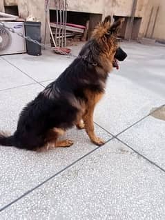 gsd