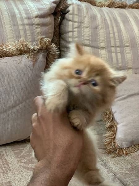 persian kittens 03066500198 1