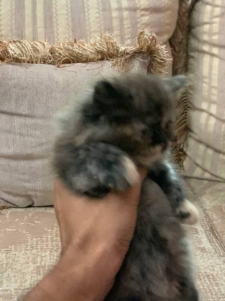 persian kittens 03066500198 2