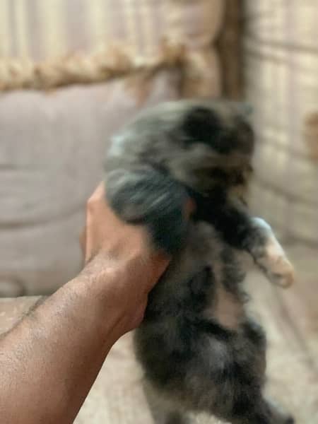 persian kittens 03066500198 5