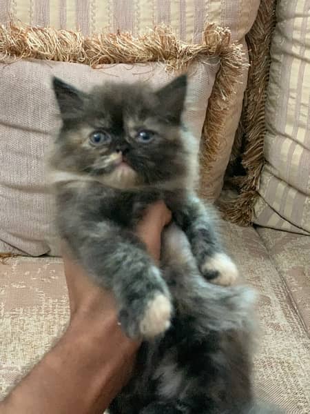 persian kittens 03066500198 8