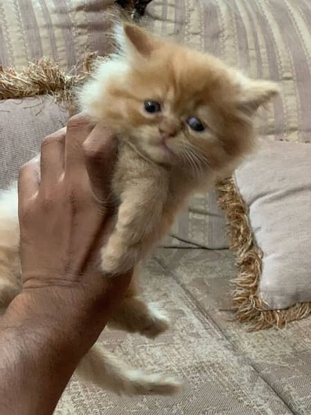 persian kittens 03066500198 12