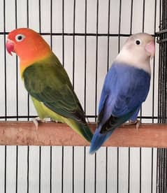 Love Birds Breader Pair Violet opline male X Violet green opline/blue