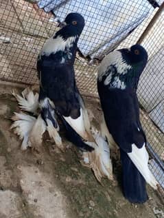 Black pied pair for sale