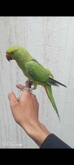 parrot