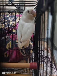 ALBINO RED EYES Male/female /parblue Pestlino