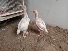 Aseel Heera Chicks