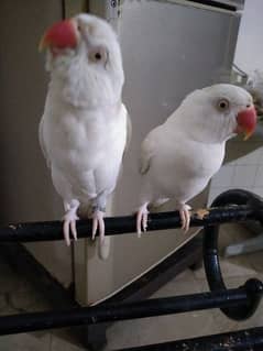 masHAllah white ringneck pair 0