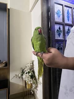 GREEN RING NECK PARROT