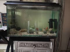 Fish aquarium