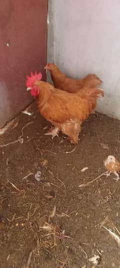 Golden buff pair and chick