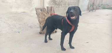 7 months baby labrador black colour