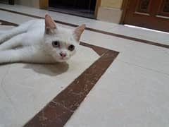 Pure white odd eyes persian male cat