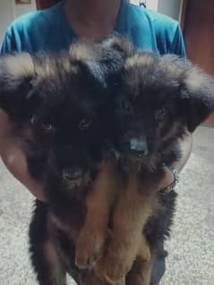 German shepherds male