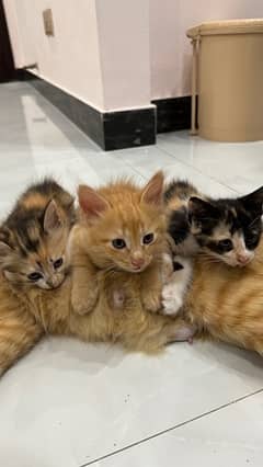 litter trained kittens