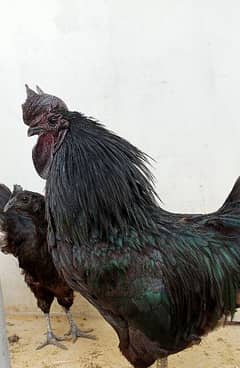 Ayamcemani top quality chicks available dayold one week 0