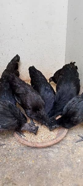 Ayamcemani top quality chicks available dayold one week 2